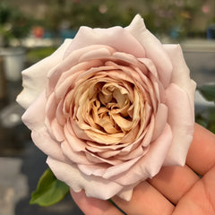 Charity Towa Rose Plant | 今井慈善 image 1