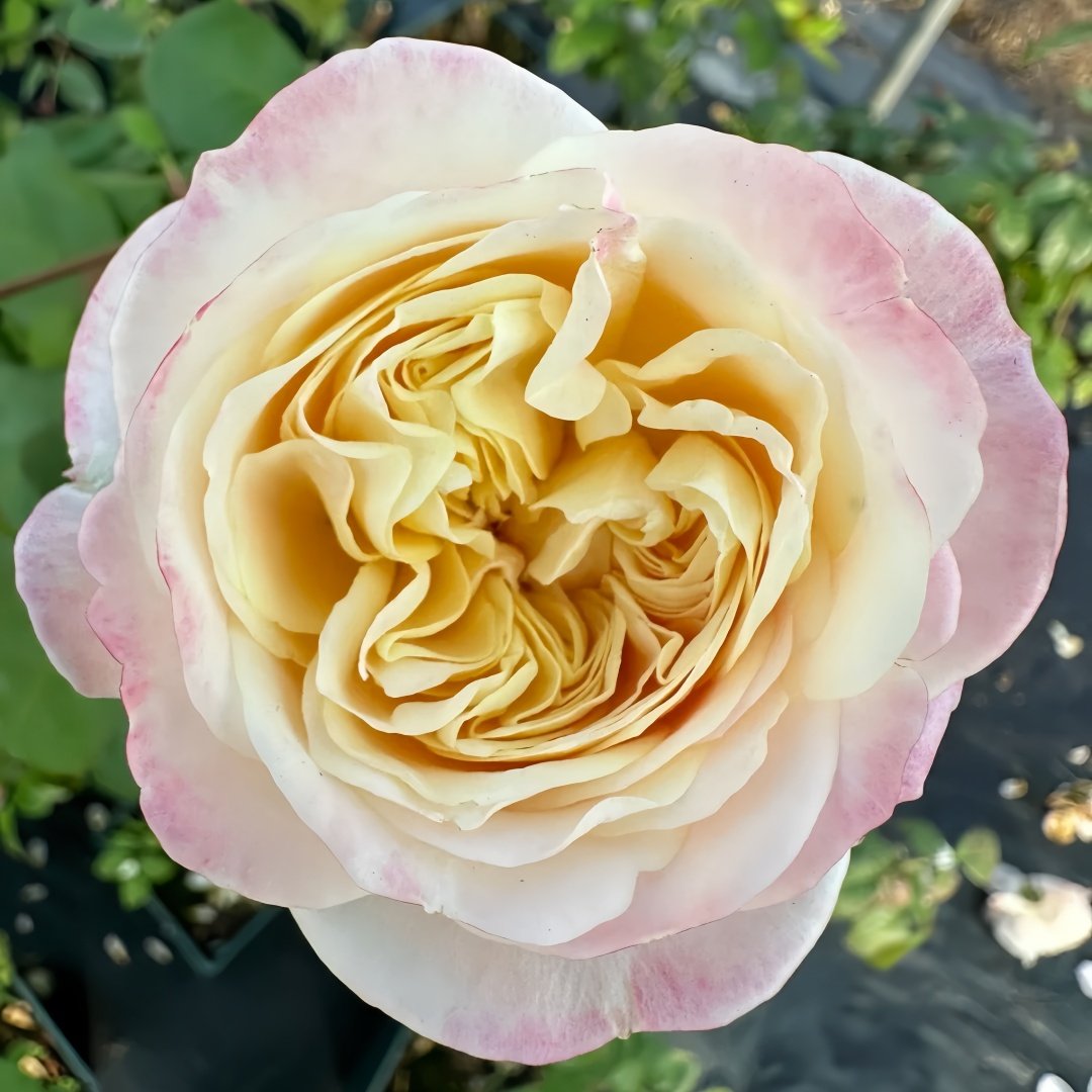 Priscilla Rose Plant|普利希拉 image 2