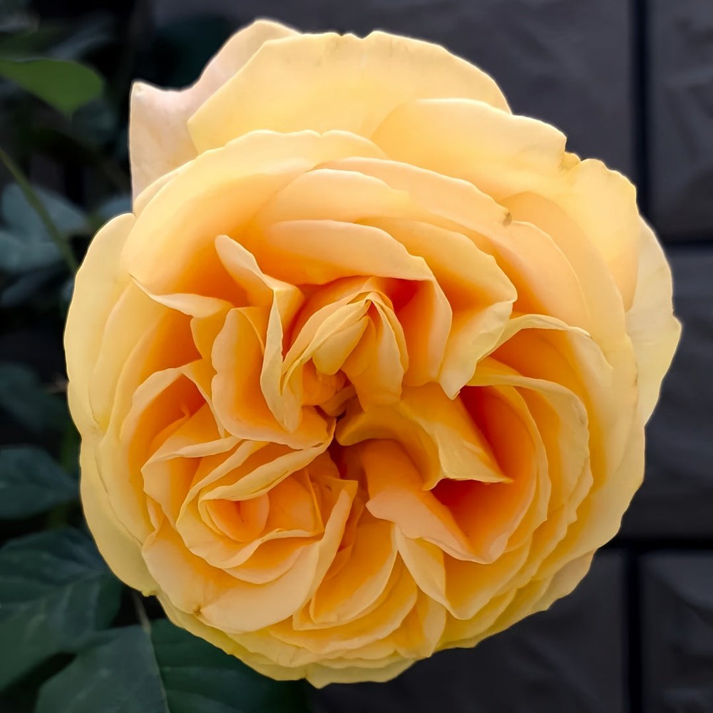 Global Beauty Rose Plant|黄烛光 image 2
