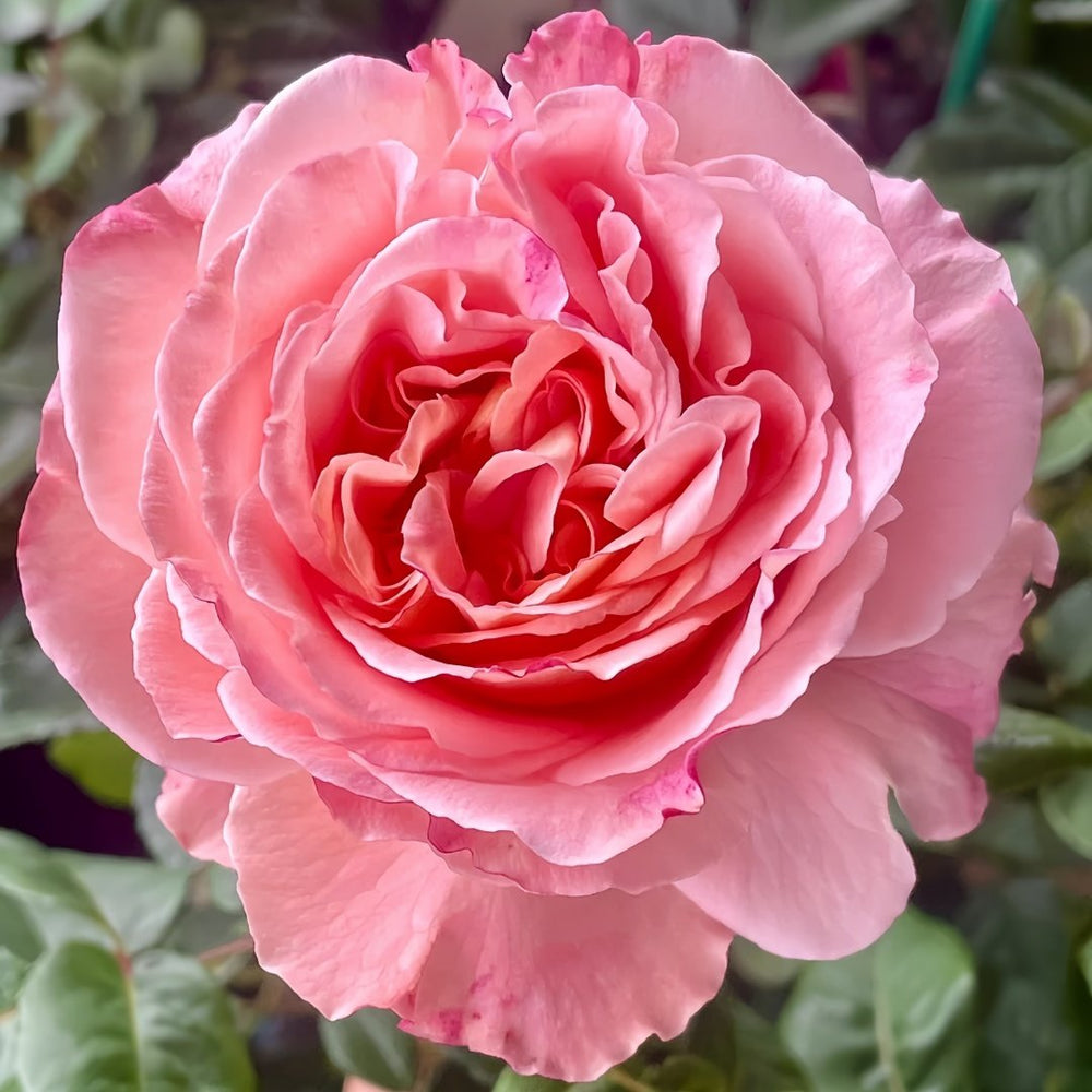 Augusta Luise Rose Plant| 奥古斯塔路易斯 image 1