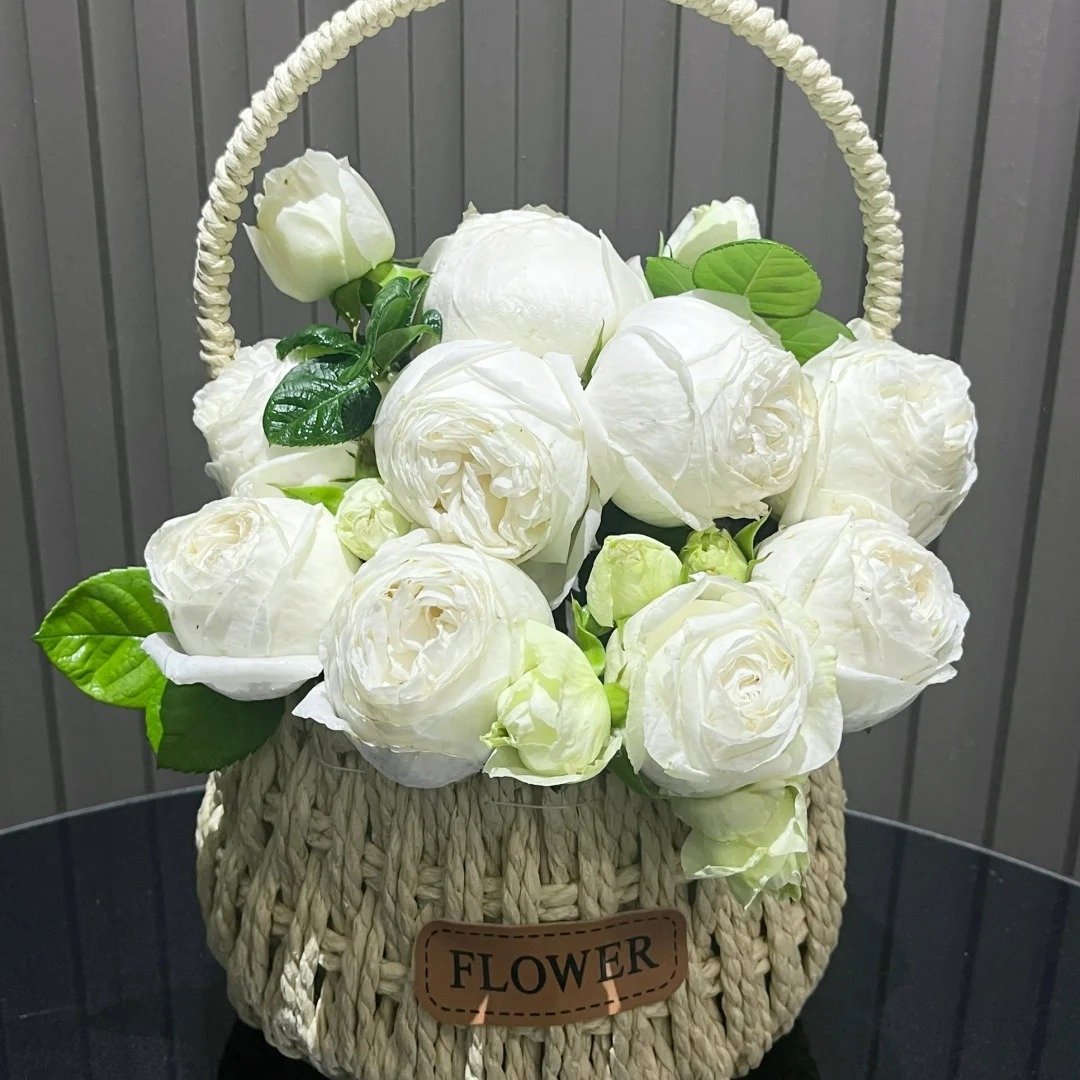 Yves Wedding Road Rose Plant|伊芙婚礼之路 image 1