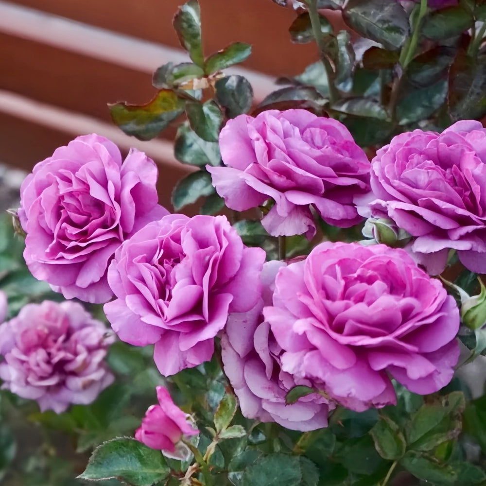 Angel Face Rose Plant|天使面容 image 5
