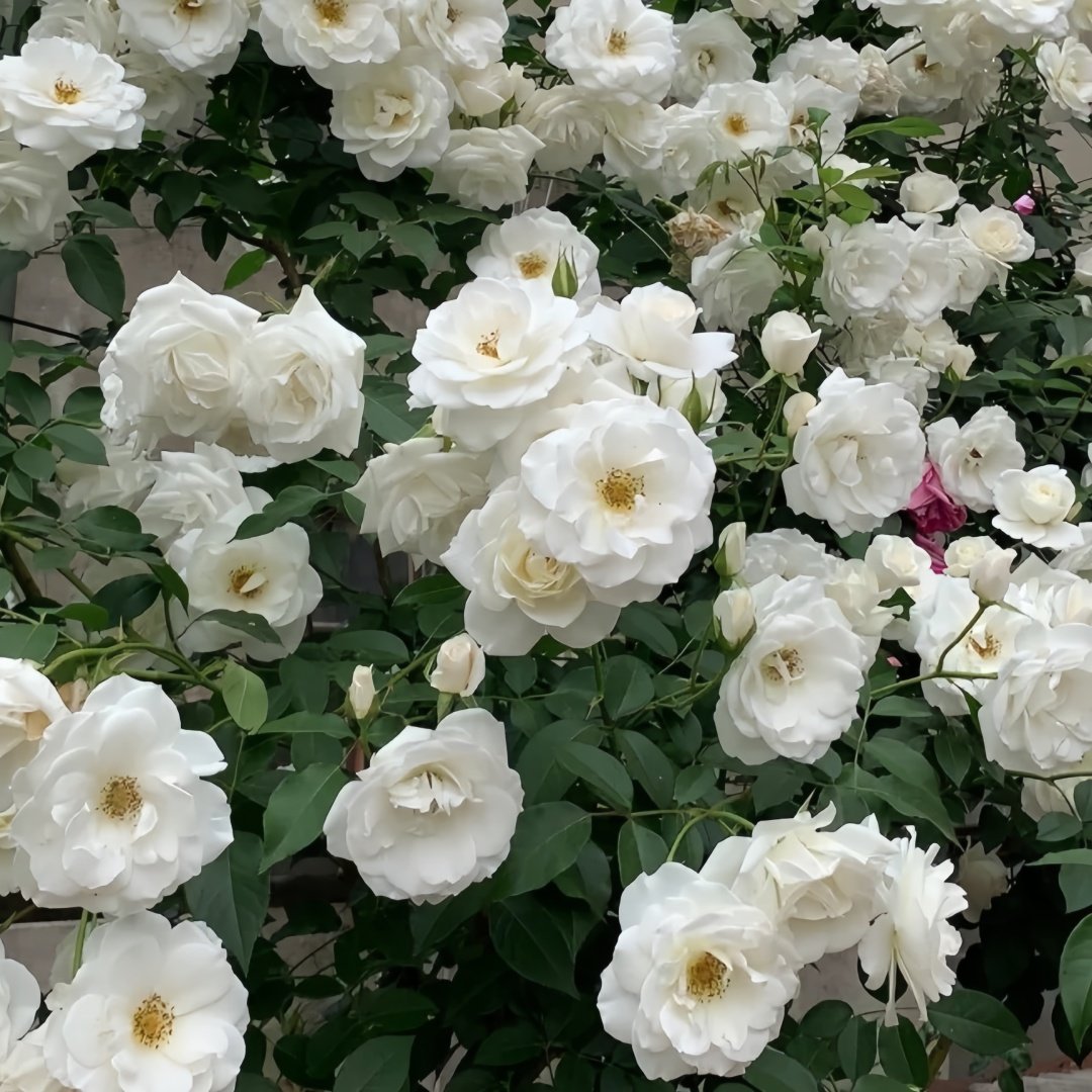 Iceberg Climbing Rose Plant｜藤冰山 image 9