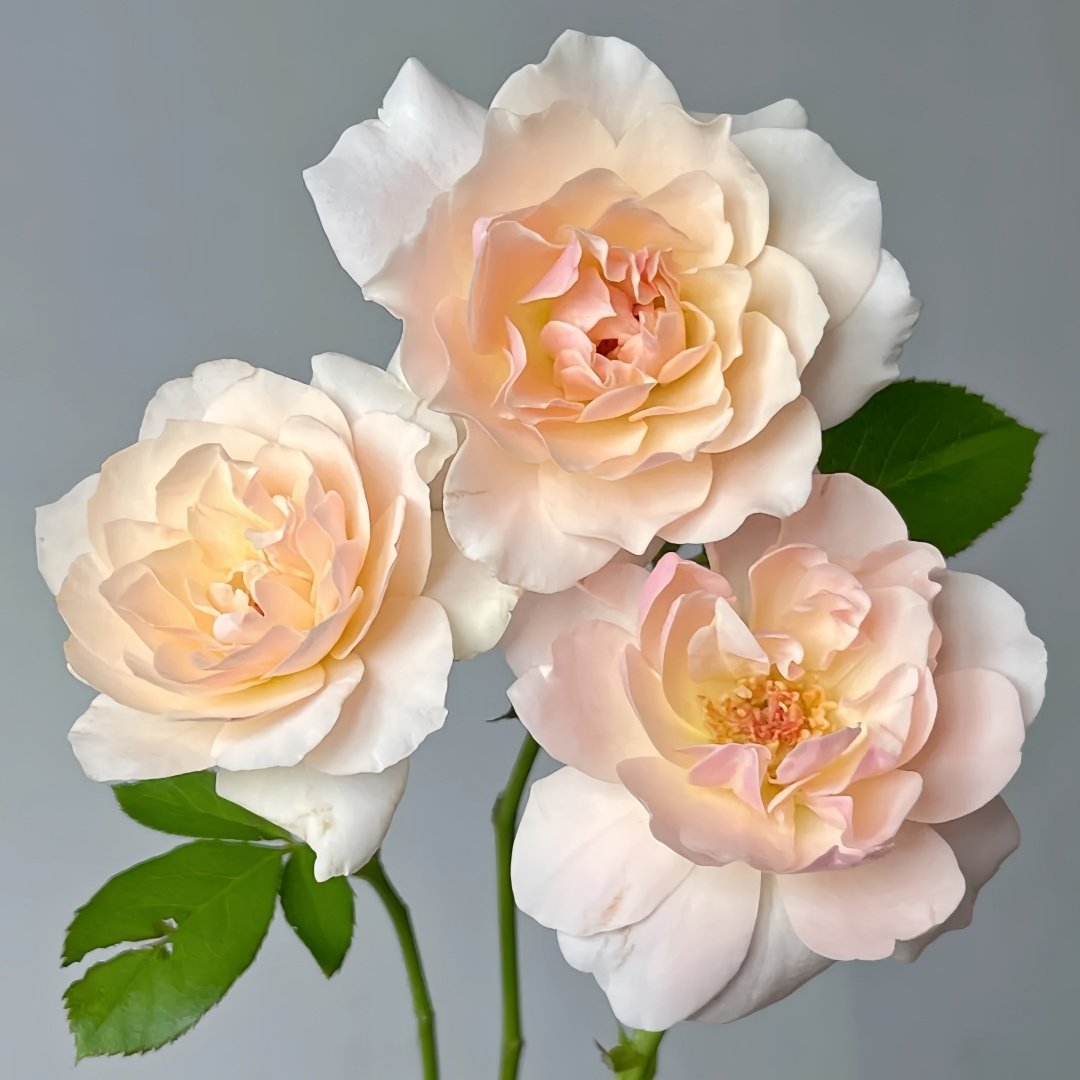 Chou Chou Rose Plant｜闪闪发光 image 5