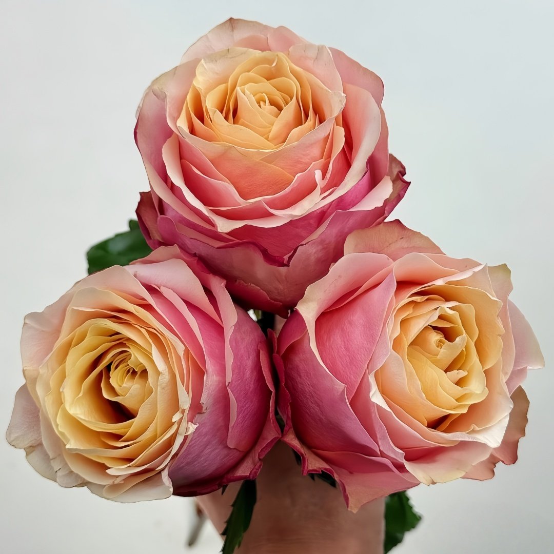 Gran Donna Rose Plant|格兰夫人 image 1