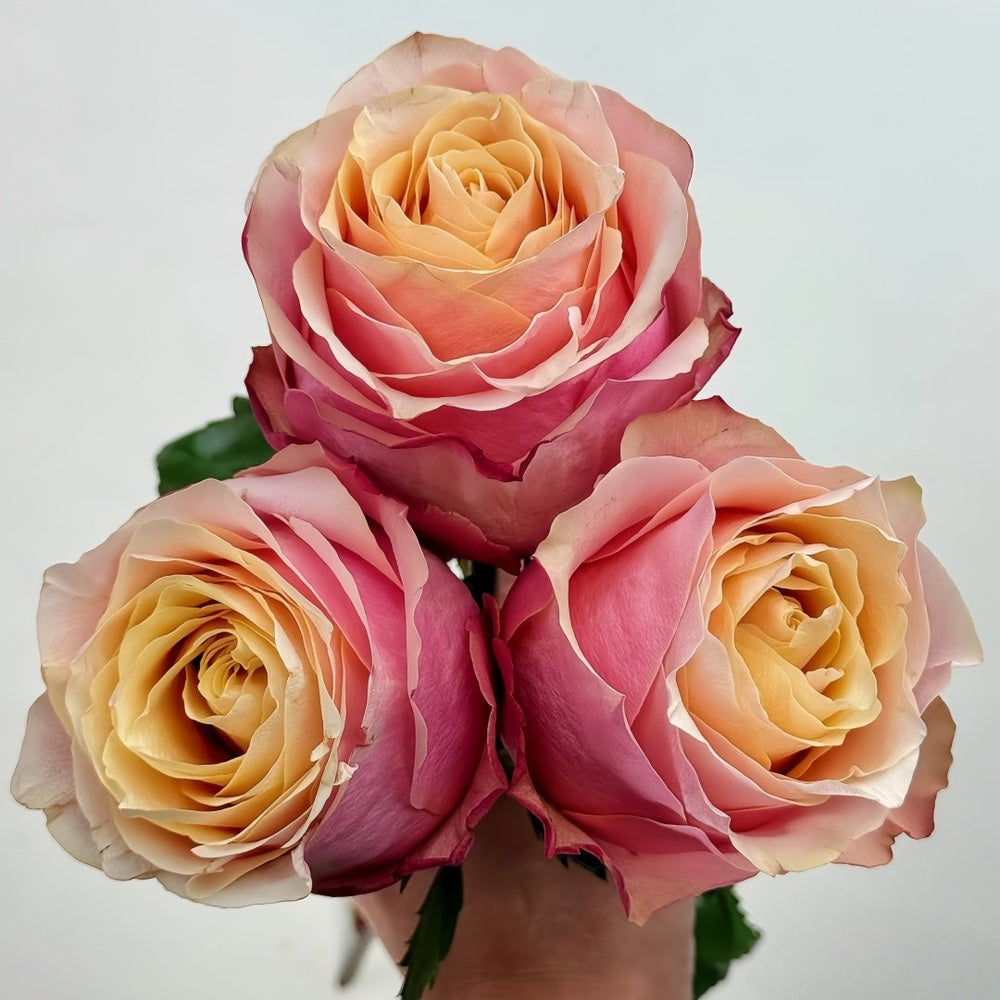 Gran Donna Rose Plant|格兰夫人 image 1