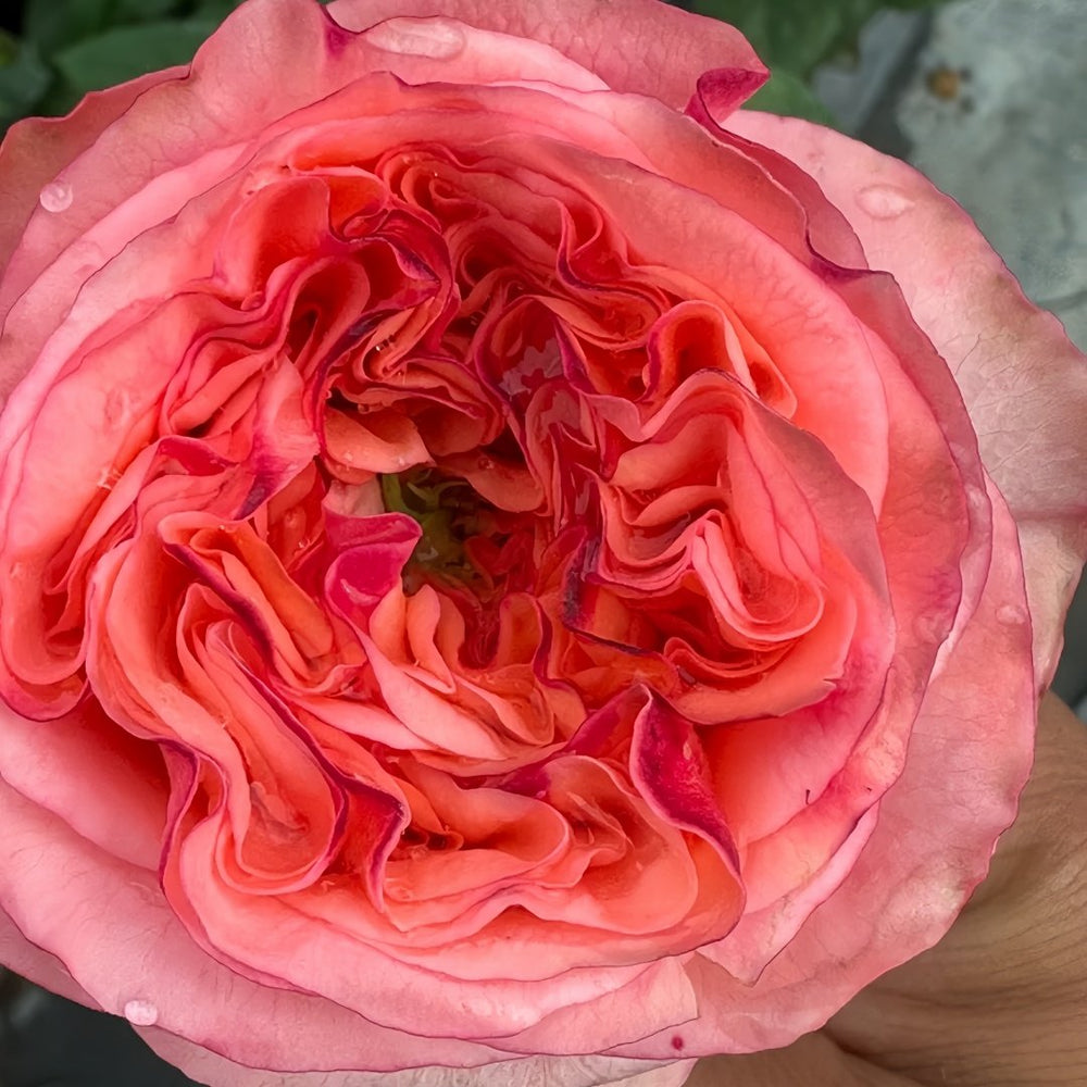 New Design Rose Plant|新设计 image 2