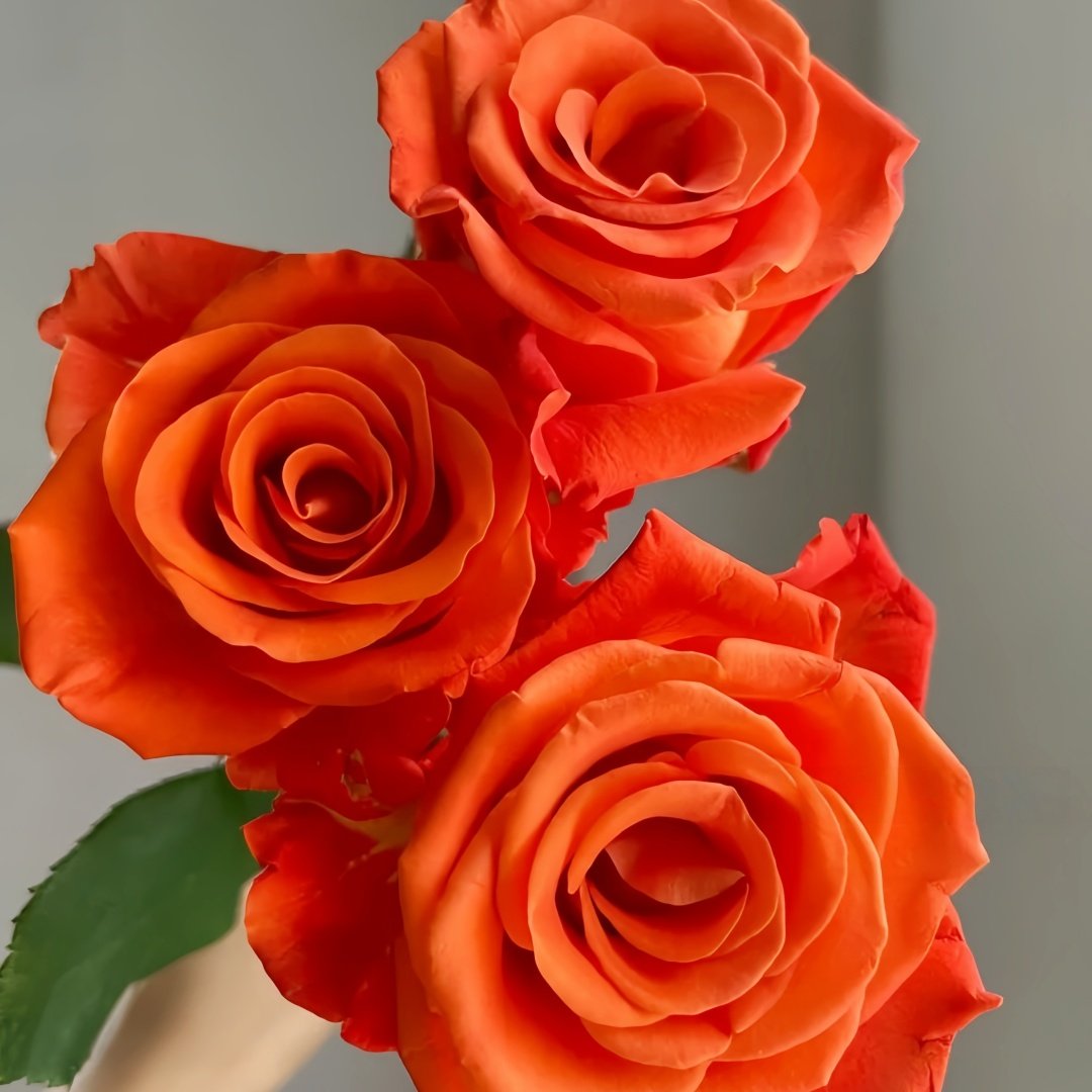 Orange Party Rose Plant|金色交响曲 image 4