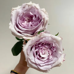 Sivery Light Rose Plant|月光曲 image 1