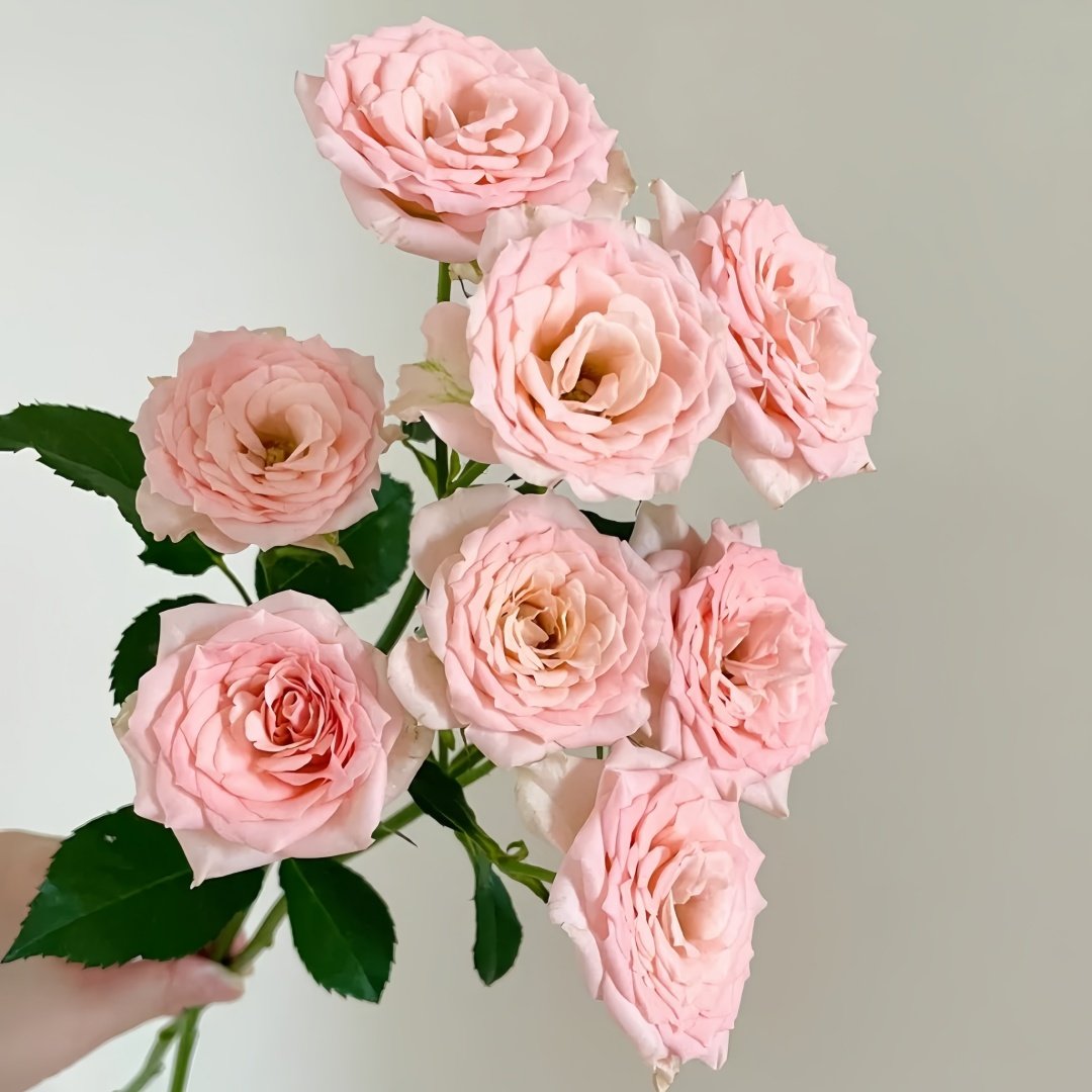Sweet Sara Rose Plant｜甜蜜萨拉 image 4