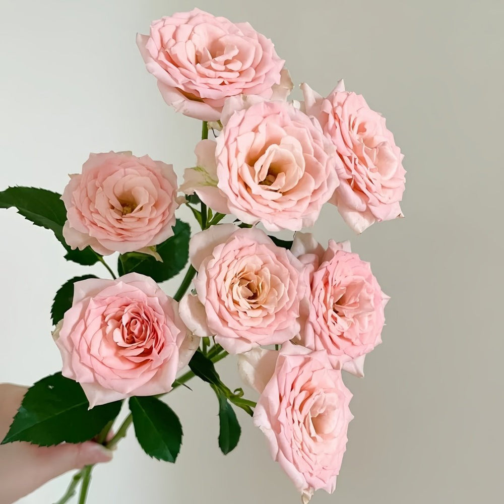 Sweet Sara Rose Plant｜甜蜜萨拉 image 4