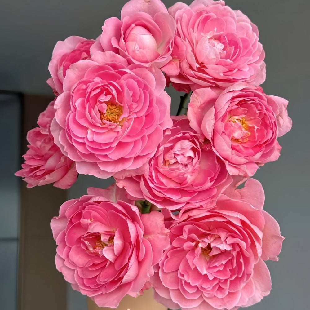 Fragrance King Terrazza Rose Plant｜芳香王阳台 image 3