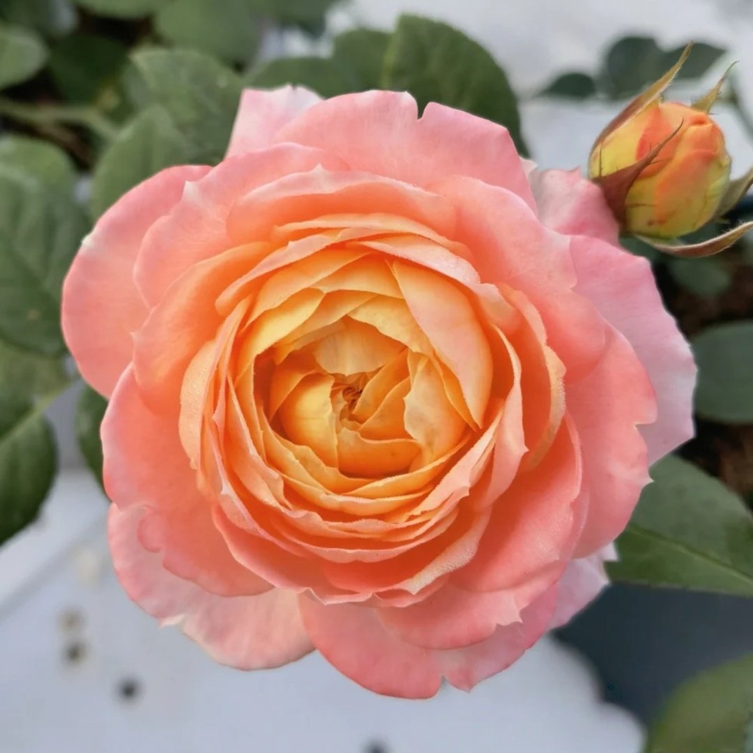 Princess Aiko Rose Plant|爱子公主 image 3
