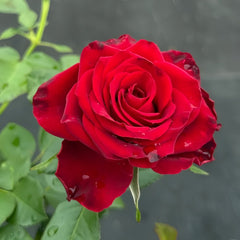 Hallelujah Rose Plant|哈利路亚 image 2