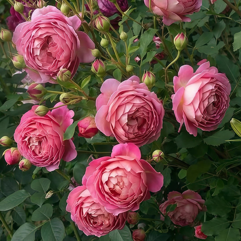 Jubilee Celebration Rose Plant｜银禧庆典 image 7