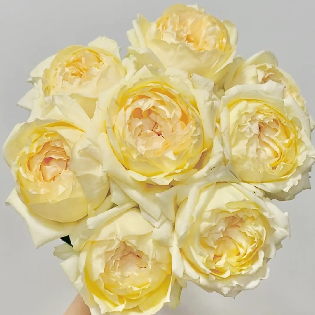 Golden Yves Piaget Rose Plant|伊芙金伯爵 image 9