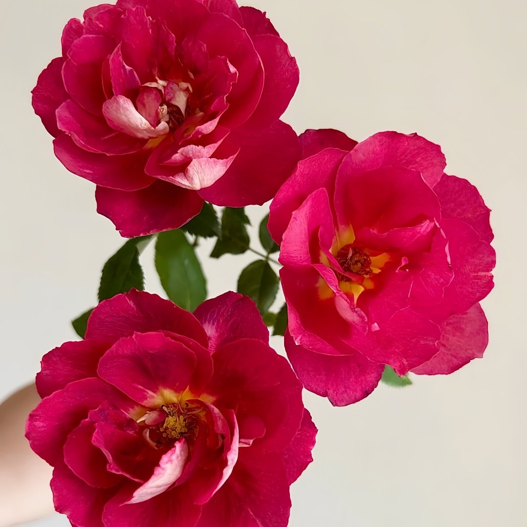 Dominique Massad Rose Plant｜马萨德医生 image 8