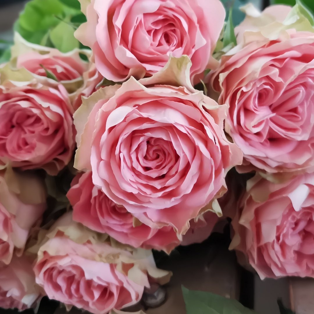 Country Spirit Girl Rose Plant|乡村女孩 image 3