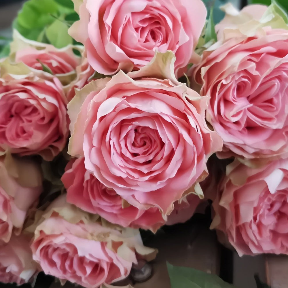 Country Spirit Girl Rose Plant|乡村女孩 image 3