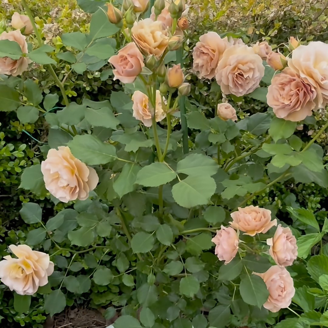 La broche Rose Plant|胸针/拉布罗什 image 6