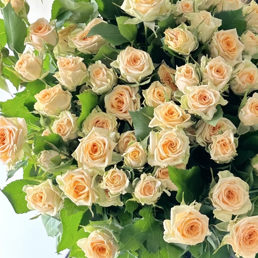 Champagne Rokoko Rose Plant|香槟洛可可 image 6