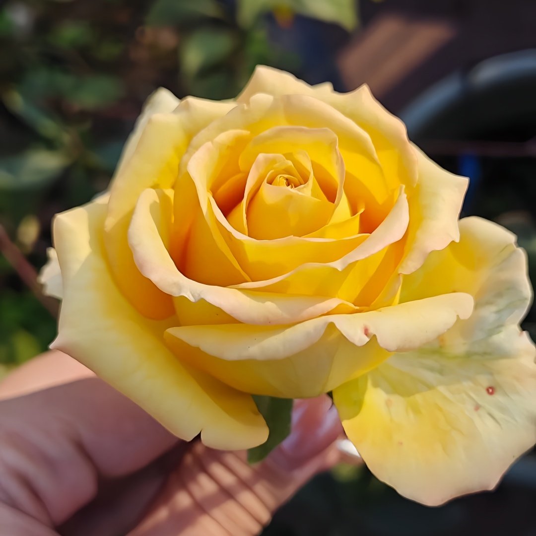 Spoiler Rose Plant｜捣蛋鬼 image 3