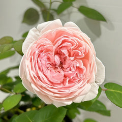 Peony Pink Rose Plant|芍药粉 image 3