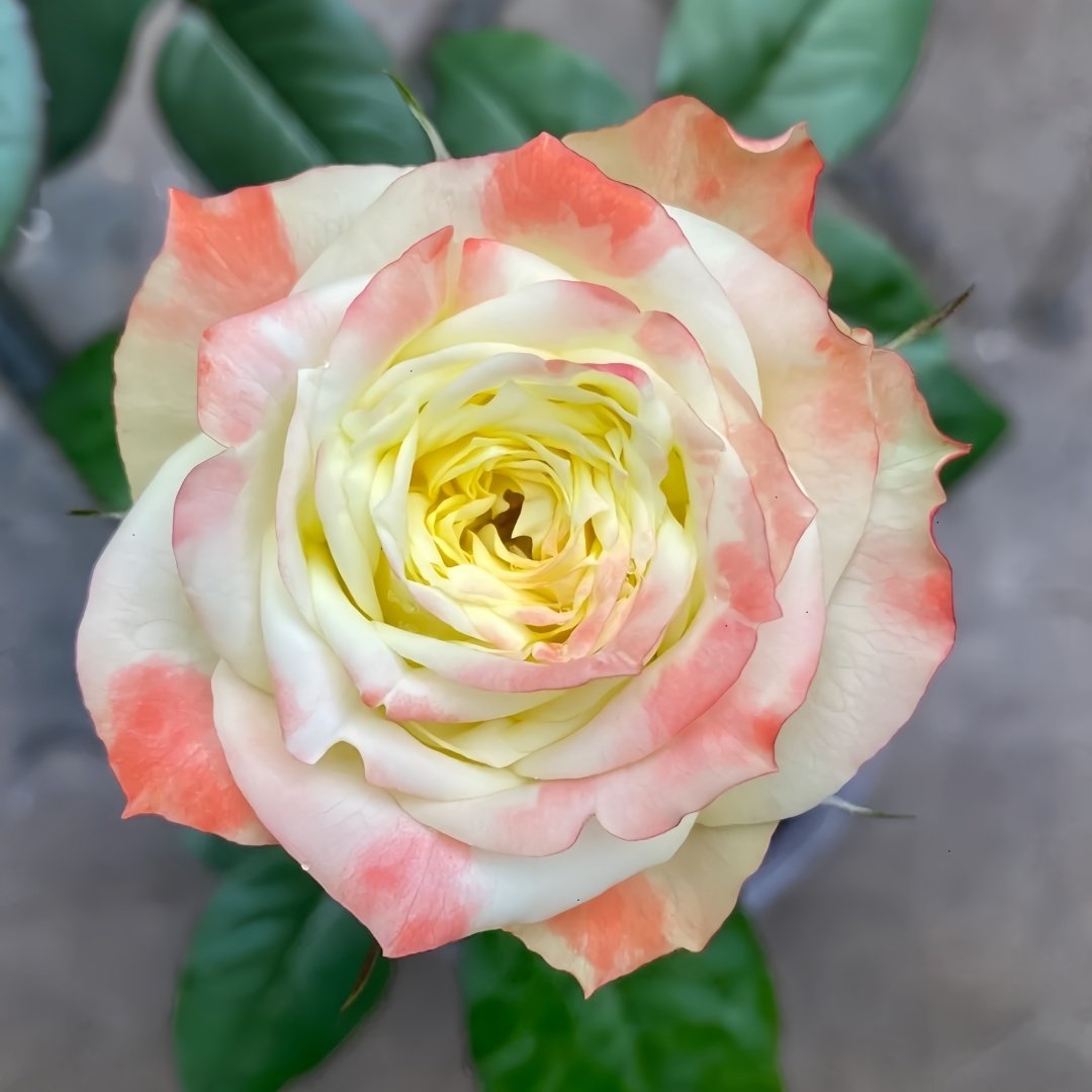 Avatar rose plant|阿凡达 image 0