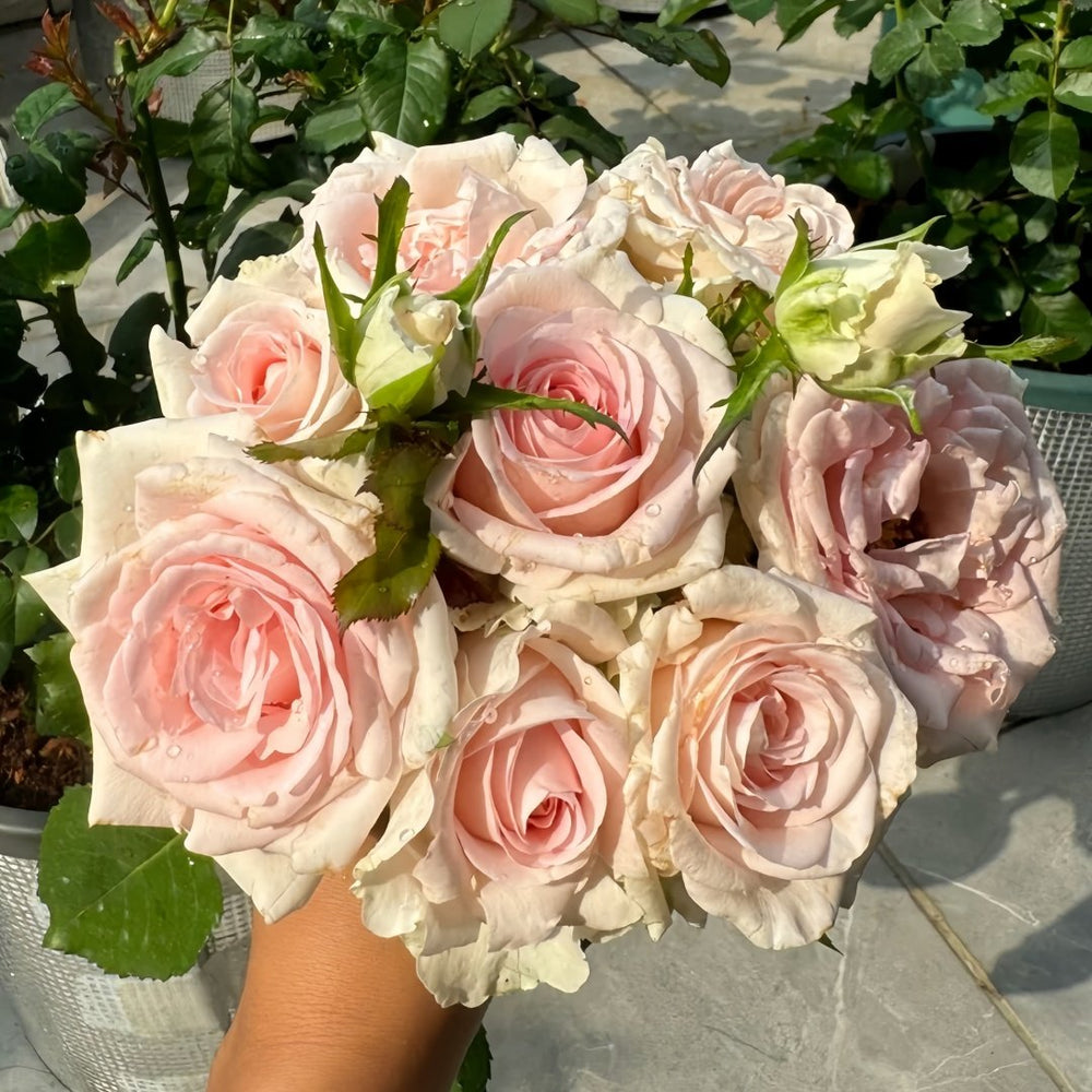 Sweet Revival Rose Plant|甜蜜苏醒 image 9
