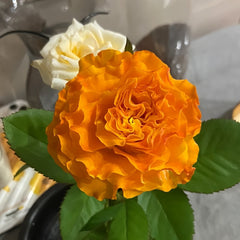 Orange Reeva Rose Plant｜橙色丽娃 image 1