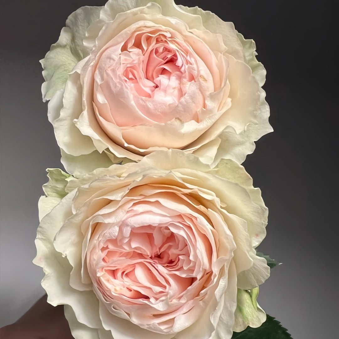 Victorian Bride Rose Plant|维多利亚新娘 image 3