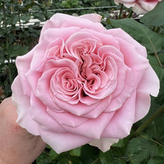 Rebellion Pink Rose Plant|粉色叛乱 image 2