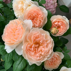 Ambridge Rose Plant|安布里奇 image 0