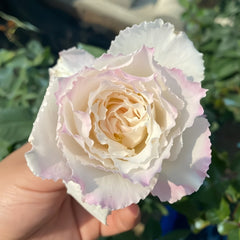 Le Blanc Rose Plant|乐柏/勒布朗 image 1