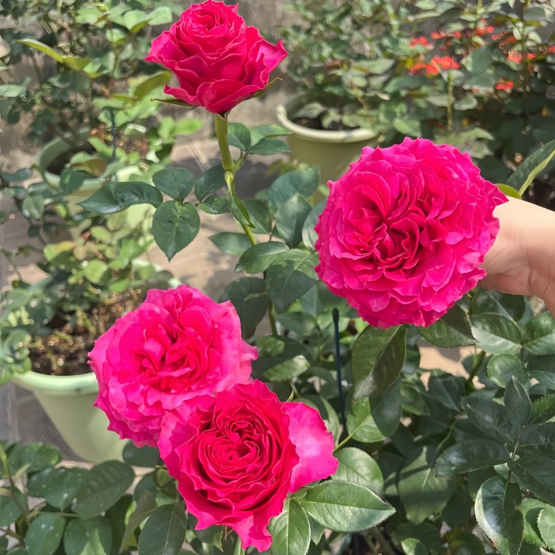 Hotspot Rose Plant｜热点 image 6
