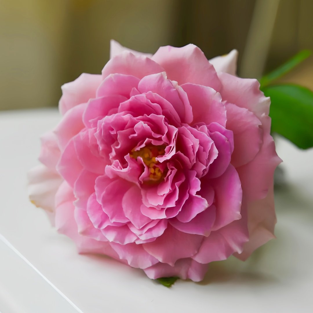 Fancy Ruffle Rose Plant｜花式褶皺玫瑰 image 2