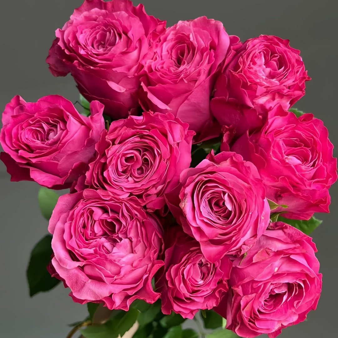 All four love Rose Plant｜四爱 image 5