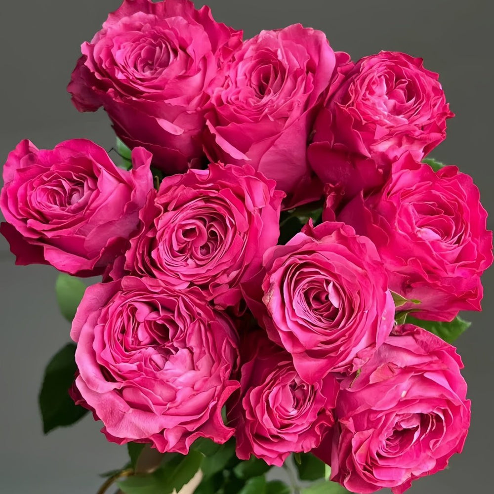 All four love Rose Plant｜四爱 image 5