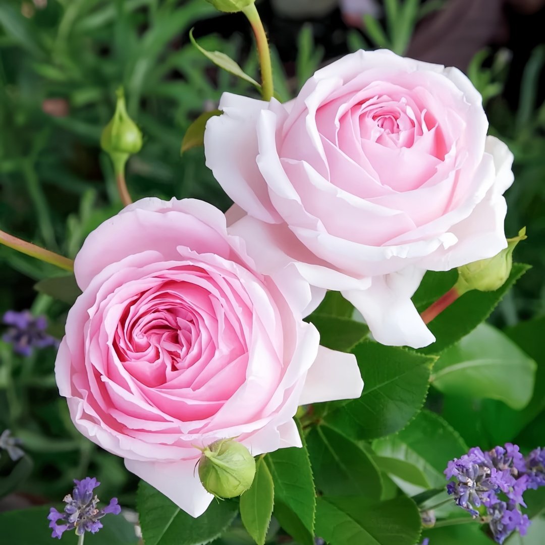 Wellenspiel Rose Plant|仙女泉 image 3