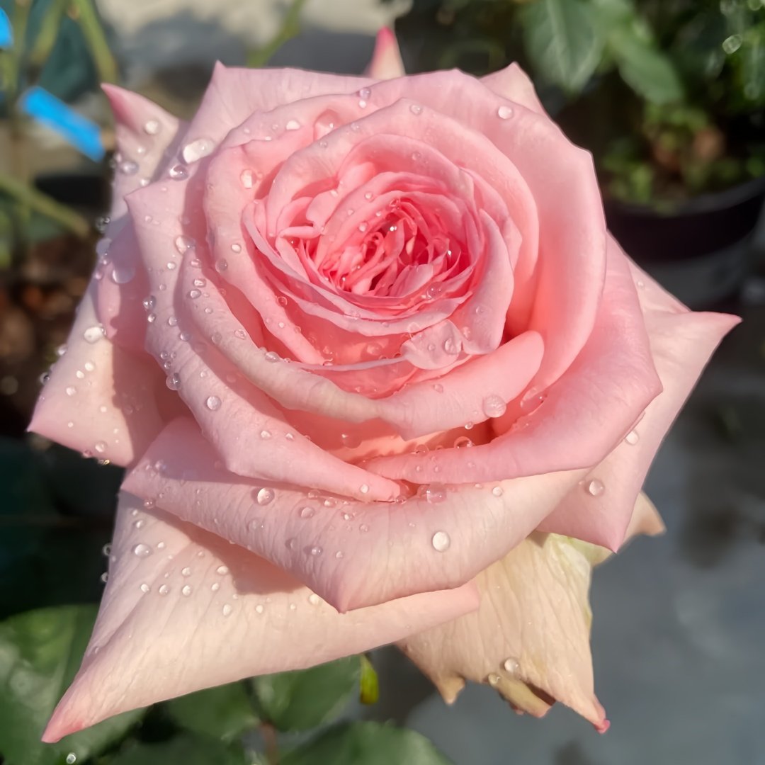 Pink O‘Hara Rose Plant|粉荔枝 image 7