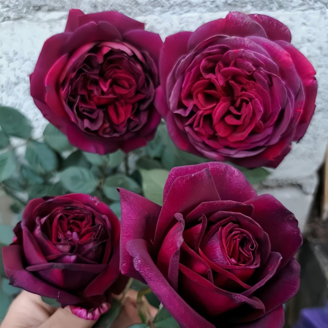 Black Perfumella Rose|暗香 image 6