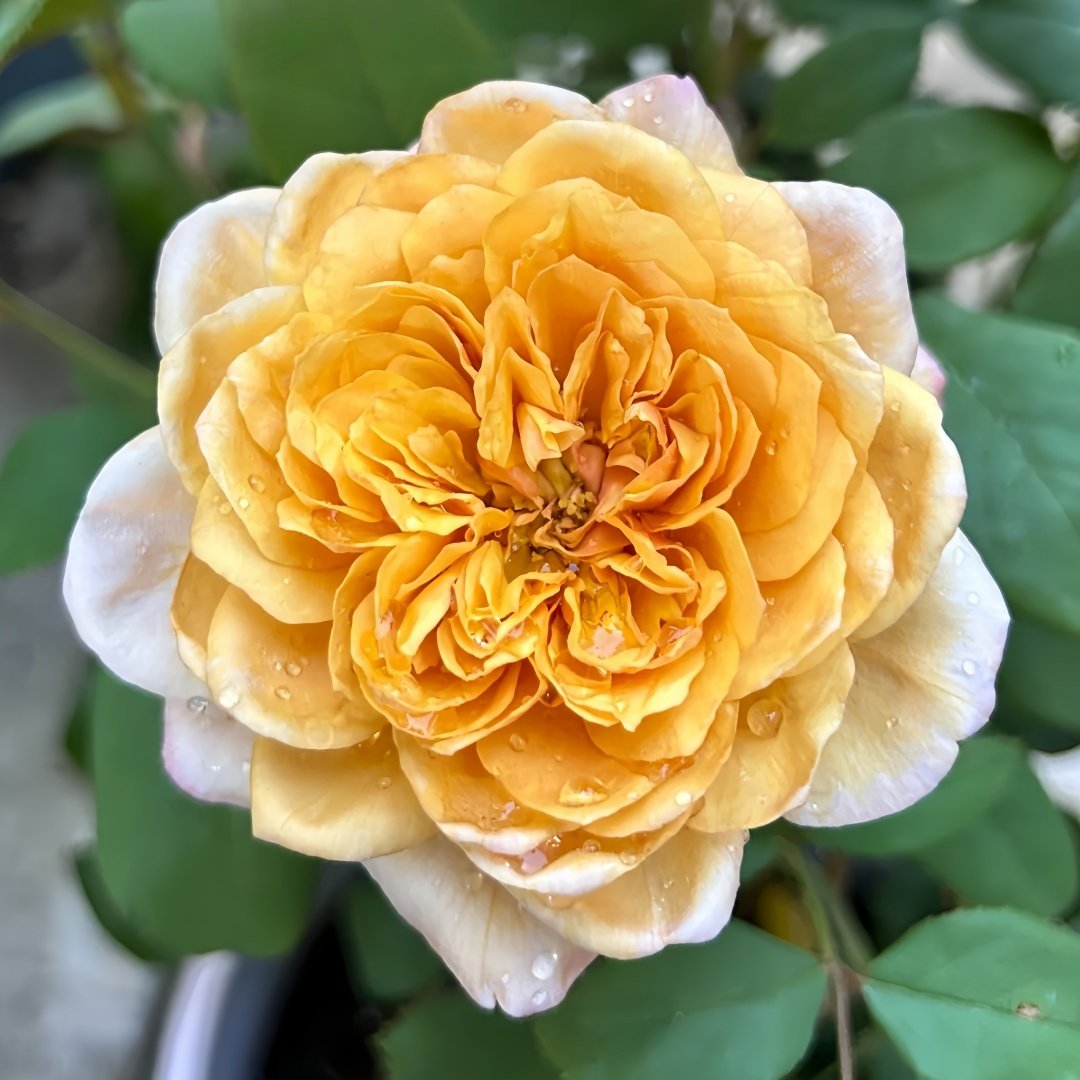 Miyabi Cha Rose Plant|茶雅 image 4