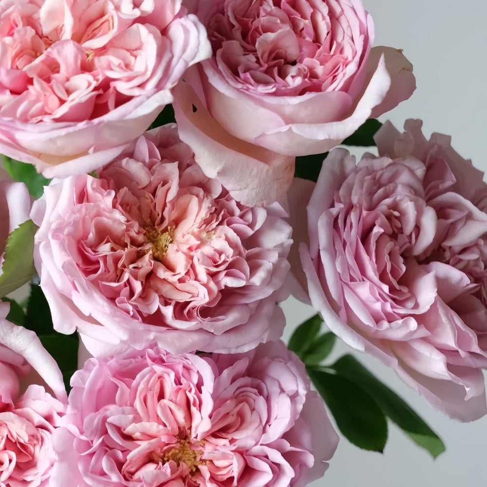 Chocolate Romantica Rose Plant｜浪漫巧克力 image 2