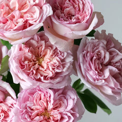 Chocolate Romantica Rose Plant｜浪漫巧克力 image 2