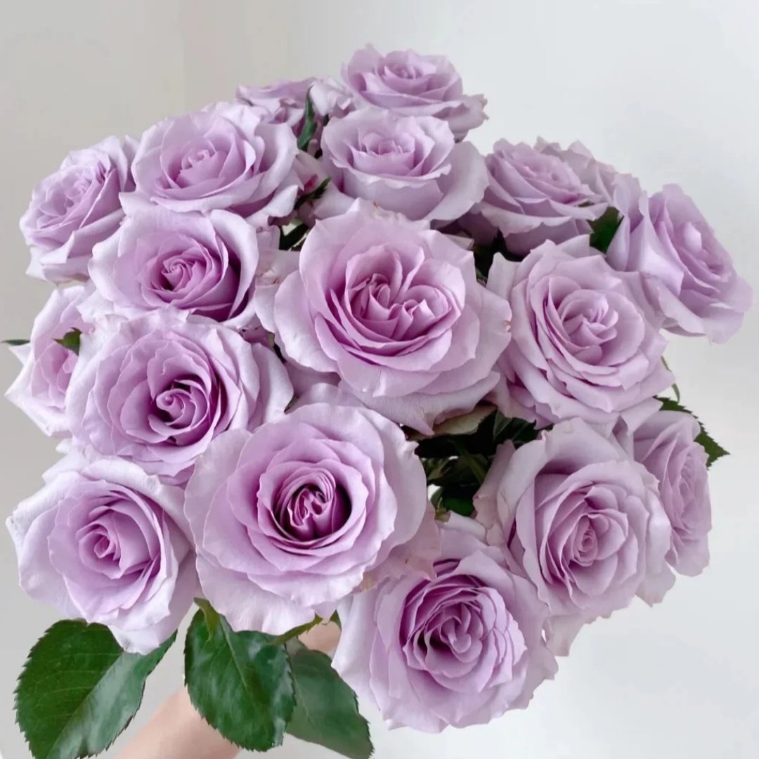 Ocean Song Rose Plant｜海洋之歌 image 0