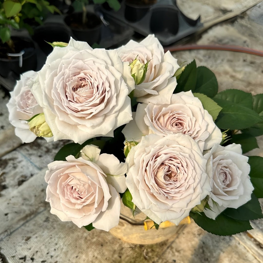 Milky Pearl Rose Plant｜珍珠牛乳 image 6