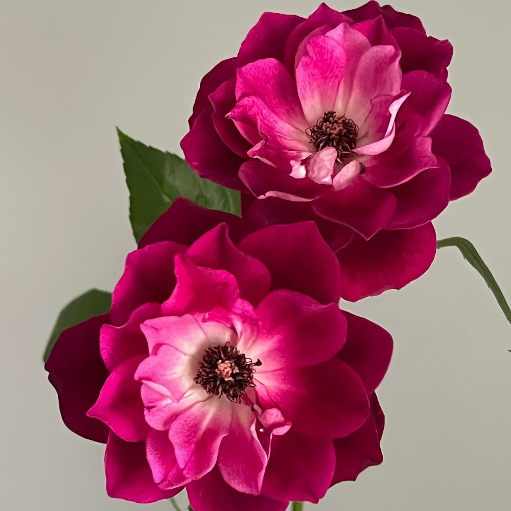 Burgundy lceberg Rose Plant|葡萄冰山 image 3