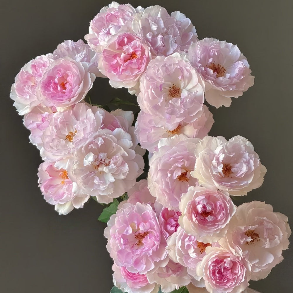 Martha Rose Plant｜玛莎 image 7