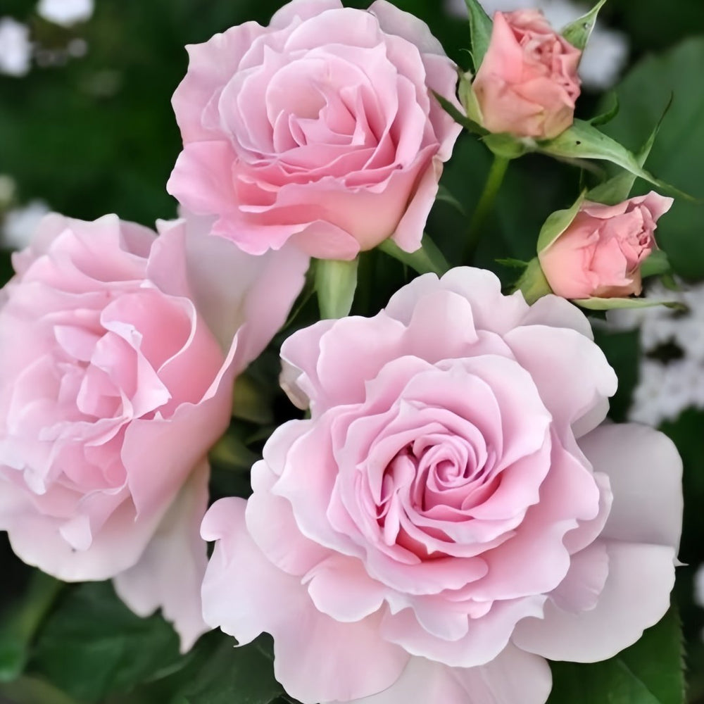 La mariee Rose Plant｜新婚 image 4