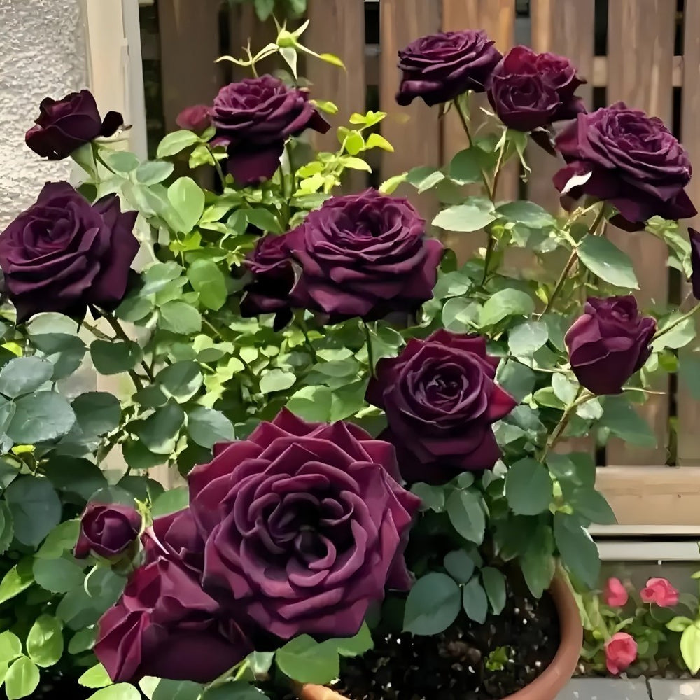 Black Baccara Rose Plant｜黑巴克 image 5